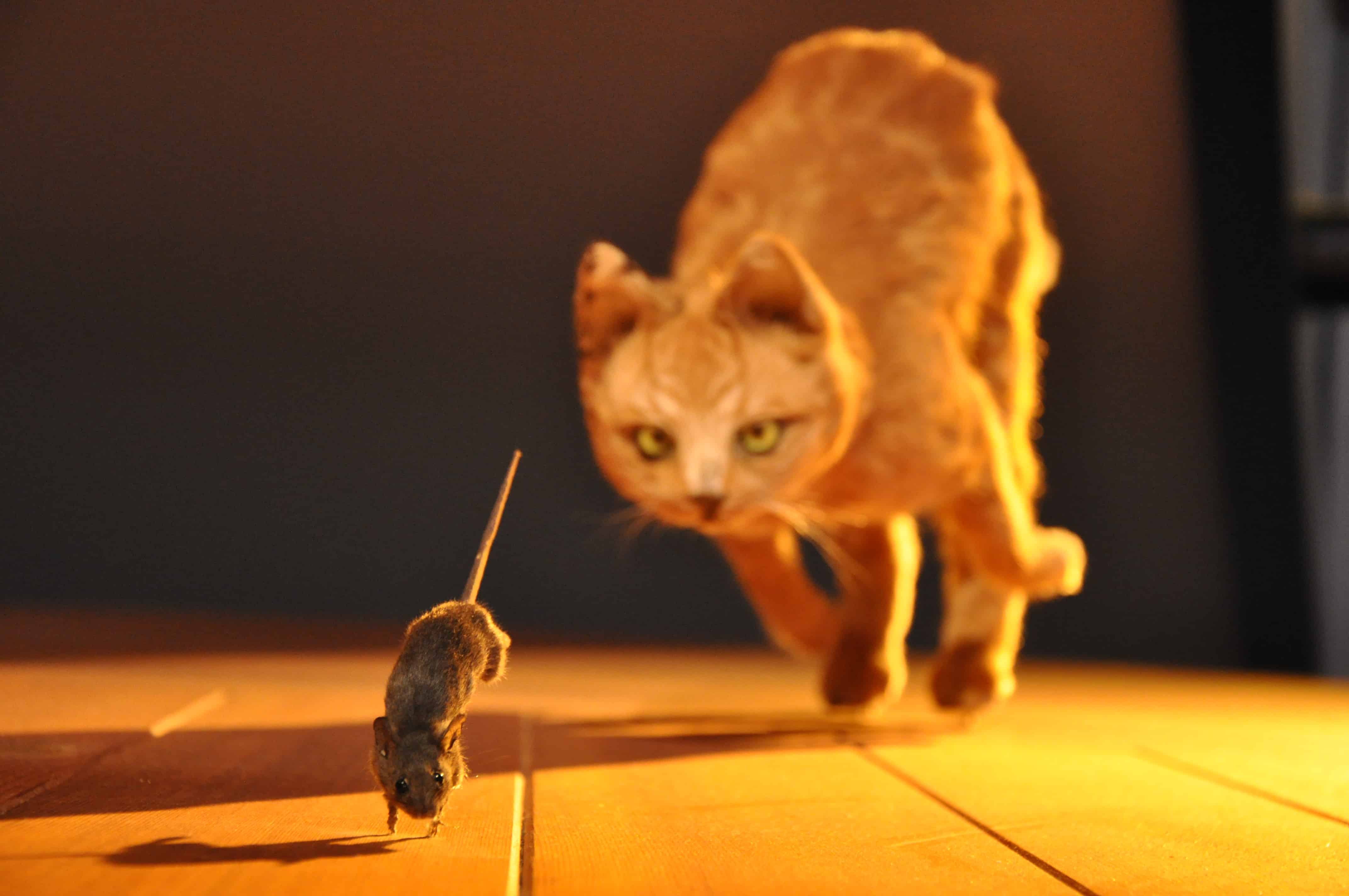 Котенок ловит мышей
